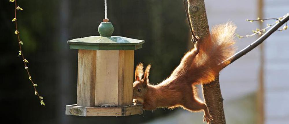 Wie bereiten sich Eichhörnchen auf den Winter vor? Diese Frage beantwortet das Naturkundemuseum. 