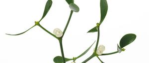 Nahaufnahme einer Mistel vor weissem Hintergrund, Viscum album, Heilpflanze Giftige Pflanze Schmarotzerpflanze Zweig mit Frucht |close up of a mistletoe in front of white background, Viscum album, medicinal plant, toxic|