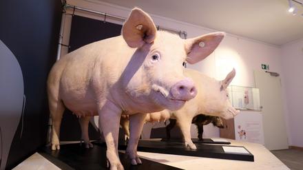 Menschen und Schweine leben bereits seit rund 8500 Jahren miteinander