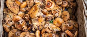 Edelreizker auf dem Stand von „Pilzkönigin“ Christine Bergmann.