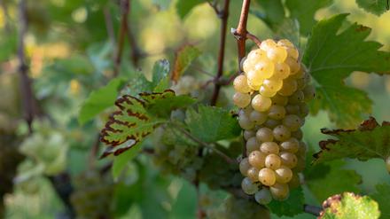 Weinreben auf dem Weingut Patke.