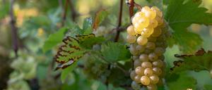Weinreben auf dem Weingut Patke.