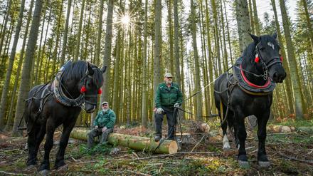 Ralf (l.) und sein Bruder Jans Fangerow machen mit ihren Kaltblutpferden Amigo (l.) und Paco eine Pause in einem Wald mit Küstentannen. 