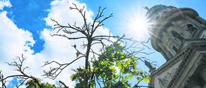 ARCHIV - 23.07.2020, Berlin: Vertrocknete Zweige von einem Kugelahornbaum sind auf dem Gendarmenmarkt vor der Kuppel des französischen Doms zu sehen. Stadtbäume gelten als Schattenspender und natürliche Klimaanlagen. Die Trockenheit der vergangenen Wochen belastet die Bäume in den Städten noch mehr als in den Wäldern. Dafür gibt es mehrere Gründe. (zu dpa «Beschwerlicher als im Wald: Stadtbäume leiden unter Trockenstress») Foto: Jens Kalaene/dpa-Zentralbild/dpa +++ dpa-Bildfunk +++