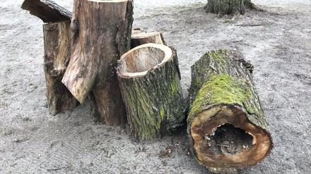 Immer häufiger sterben Stadtbäume in Berlin ab.