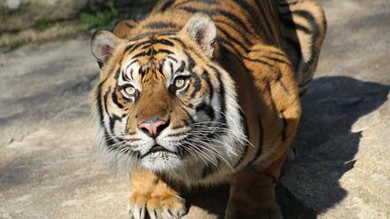 Sumatra Tiger im Berliner Tierpark # Berlin Tierpark Friedrichsfelde Zoo- und Tierparkdirektor Dr. Bernhard Blaszkiewitz - BegrÃ¼Ãüung im Alfred-Brehm-Haus 11:10 Uhr Botschafter S.E. Dr. Fauzi Bowo âÄ“ GruÃüwort/Kooperation zwischen Taman Safari Indonesia, dem Forstministerium der Republik Indonesien und dem Tierpark Berlin zum Schutz des Sumatratigers 11:20 Uhr FÃ¼hrer des Internationalen Zuchtbuch fÃ¼r den Tiger, Dipl.-Biol. Peter MÃ¼ller âÄ“ Zur Situation des Tigers im Freiland und die Notwendigkeit einer Erhaltungszucht des Tigers in Zoologischen GÃ¤rten AnschlieÃüend Besuch und FÃ¼tterung der beiden NeuankÃ¶mmlinge âÄžHarfanâÄœ und âÄžMayangâÄœ Foto: Alice Epp