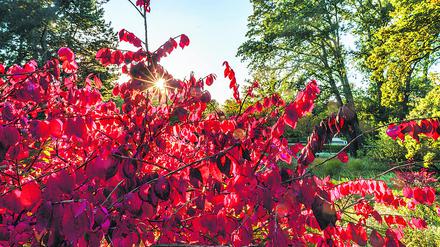 Der Berliner Tiergarten im Herbst.