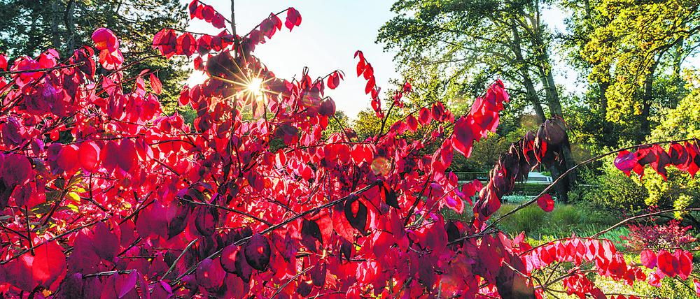 Der Berliner Tiergarten im Herbst.