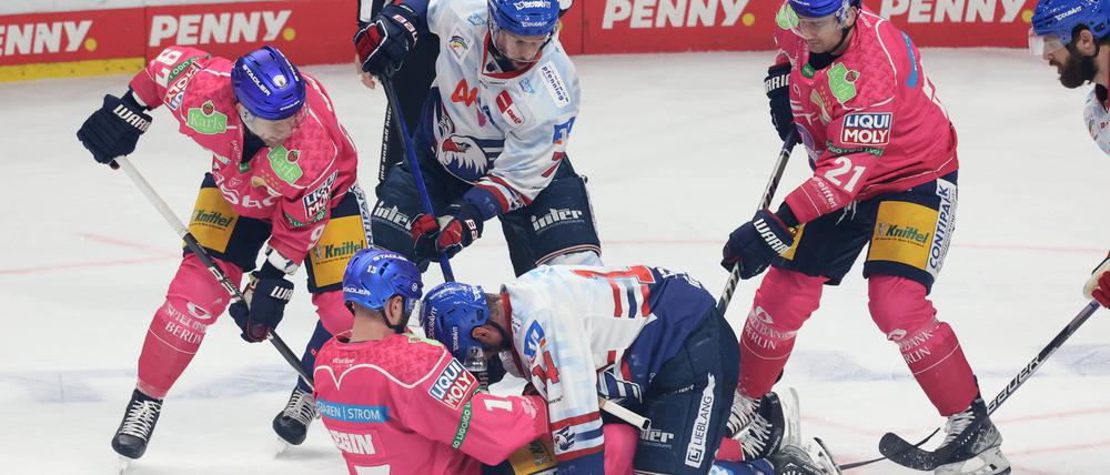 Wo ist der Puck. Eisbären (in pink) und Adler spielen verstecken.