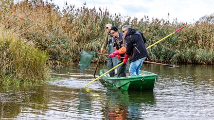 Die Fischereibiologen Christian Wolter, Lutz Wende und Jan Hallermann vom Leibnitz-Institut für Gewässerökologie und Binnenfischerei (IGB) sammeln mit Hilfe von Elektroangel und Kescher Fische aus dem Fluss Oder bei Reitwein.