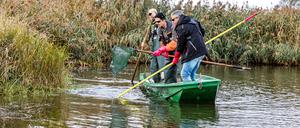 Die Fischereibiologen Christian Wolter, Lutz Wende und Jan Hallermann vom Leibnitz-Institut für Gewässerökologie und Binnenfischerei (IGB) sammeln mit Hilfe von Elektroangel und Kescher Fische aus dem Fluss Oder bei Reitwein.
