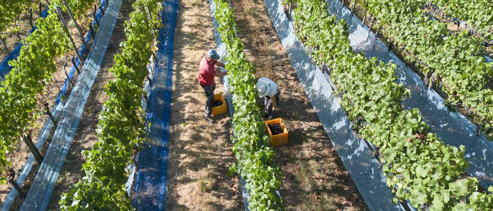 Erntehelfer lesen Rotweintrauben der Sorte Frühburgunder an einem Weinberg oberhalb von Heimersheim im Ahrtal (Symbolbild).