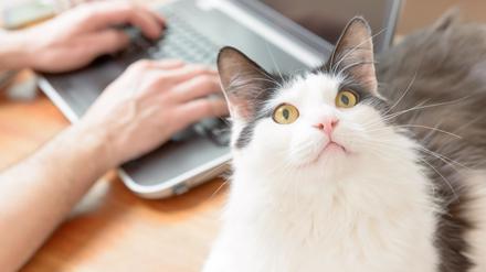 Katzen können scheinbar die Sprache, die speziell an sie gerichtet ist, von an Menschen gerichtete Sprache unterscheiden.