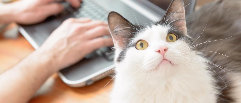 Katzen können scheinbar die Sprache, die speziell an sie gerichtet ist, von an Menschen gerichtete Sprache unterscheiden.