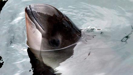 Ostsee-Schweinswale fressen wahrscheinlich deutlich mehr kleine Fische als angenommen.