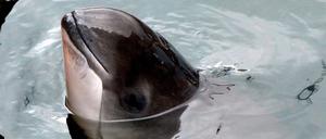 Ostsee-Schweinswale fressen wahrscheinlich deutlich mehr kleine Fische als angenommen.