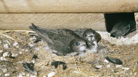 Viele Mauersegler sind auf Nistplätze an Gebäuden angewiesen.