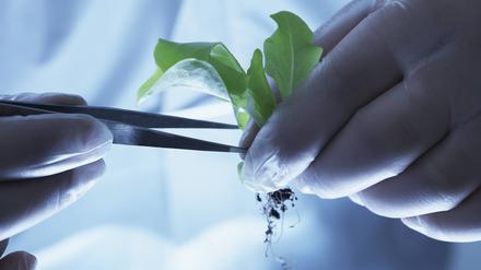 Ein Wissenschaftler mit genetisch veränderter Pflanze im Labor.