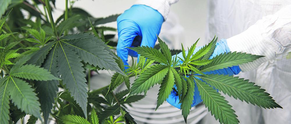 Das 2017 in Berlin gegründete Start-up Demecan ist eines von drei Unternehmen, die in Deutschland bereits Cannabis anbauen dürfen – allerdings bisher nur für den medizinischen Gebrauch. 