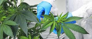 Drei Unternehmen in Deutschland dürfen bereits Cannabis anbauen dürfen – allerdings bisher nur für den medizinischen Gebrauch. 