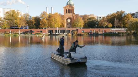 Mitarbeiter vom Fischereiamt Berlin legen Fischernetze im Engelbecken aus. 
