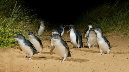 Die Zwergpinguine locken viele Touristen auf die australische „Pinguininsel“. Foto: Phillip Island Nature Park