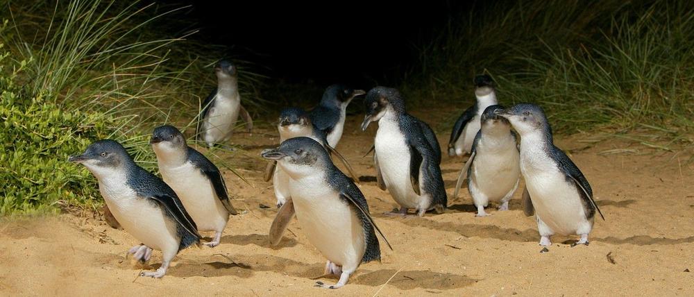 Die Zwergpinguine locken viele Touristen auf die australische „Pinguininsel“. Foto: Phillip Island Nature Park