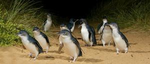 Die Zwergpinguine locken viele Touristen auf die australische „Pinguininsel“. Foto: Phillip Island Nature Park