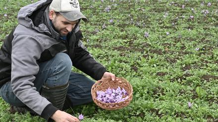 Tobias Fahlberg pflückt auf seinem Feld lila Safranblüten mit den roten Stempelfäden in den Händen.
