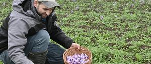 Tobias Fahlberg pflückt auf seinem Feld lila Safranblüten mit den roten Stempelfäden in den Händen.