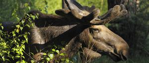 Moose, Elk, Alces alces, Bull in Forest, Germany