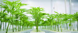 Cannabis-Setzlinge in der Plantage des Pharmaunternehmens Aurora