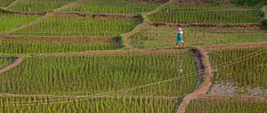 Bakterien in Reisfeldern produzieren viel Methan, das Gas wird aber auch in natürlichen Feuchtgebieten freigesetzt.