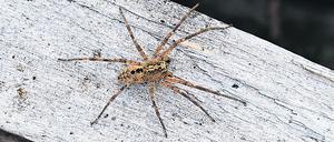 Die Nosferatu-Spinne rückt immer weiter gen Norden vor.