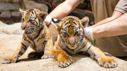 Die zwei kleinen Tigerkatzen im Tierpark.