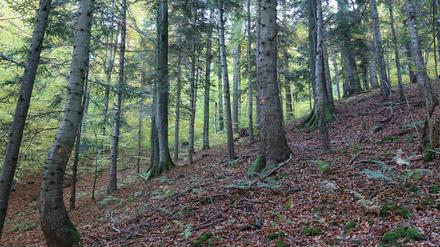 Bäume markiert für die Abholzung