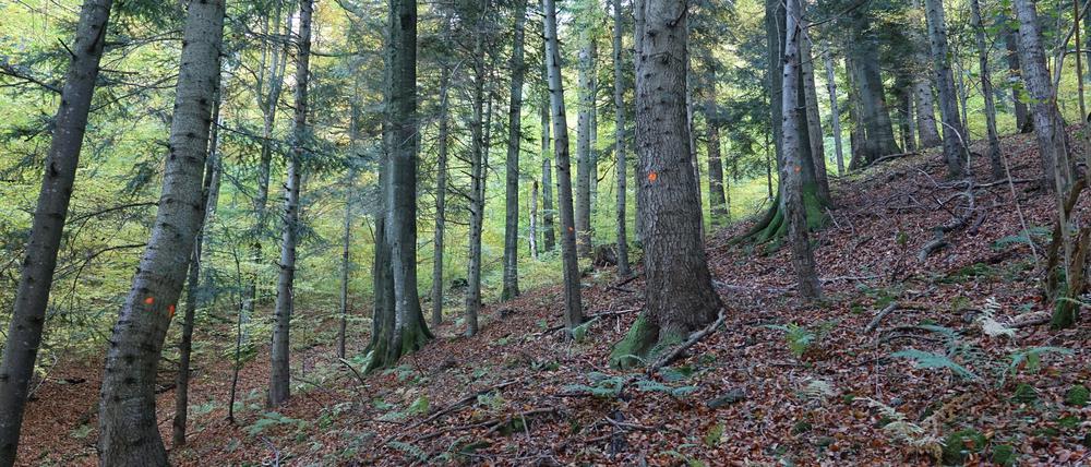 Bäume markiert für die Abholzung
