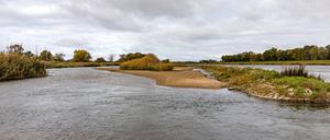 Fachleute stellen erneut Verunreinigungen in der Oder fest (Symbolbild).