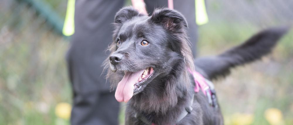 Ein Hund vom Tierheim in Dallgow-Döberitz (Brandenburg) ist mit einem Pfleger unterwegs.