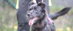 Ein Hund vom Tierheim in Dallgow-Döberitz (Brandenburg) ist mit einem Pfleger unterwegs.