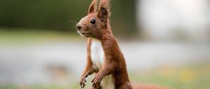 04.05.2015, Berlin, Deutschland - Eichhoernchen sitzt auf einer Wiese. .
04 05 2015 Berlin Germany Squirrels sits on a Meadow
