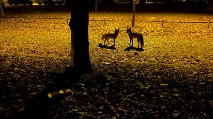 Wildtiere in der Stadt. Zwei Füchse auf dem nächtlichen Weberplatz in Babelsberg.