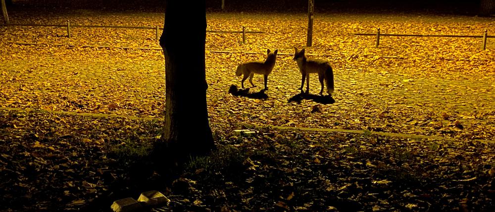 Wildtiere in der Stadt. Zwei Füchse auf dem nächtlichen Weberplatz in Babelsberg.