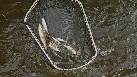 ARCHIV - 30.08.2022, Brandenburg, Brieskow-Finkenheerd: Lebende Fische sind in einem Kescher von Fischereiwissenschaftlern vom IGB Leibniz-Institut für Gewässerökologie und Binnenfischerei zu sehen. Die Umweltkatastrophe am Fluss Oder beschäftigt weiterhin viele Wissenschaftler. (zu dpa: «Land will mit Klage gegen Oder-Ausbau vorgehen - Salzgehalt erhöht») Foto: Patrick Pleul/dpa +++ dpa-Bildfunk +++