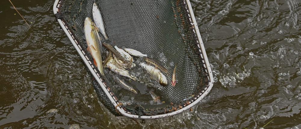 ARCHIV - 30.08.2022, Brandenburg, Brieskow-Finkenheerd: Lebende Fische sind in einem Kescher von Fischereiwissenschaftlern vom IGB Leibniz-Institut für Gewässerökologie und Binnenfischerei zu sehen. Die Umweltkatastrophe am Fluss Oder beschäftigt weiterhin viele Wissenschaftler. (zu dpa: «Land will mit Klage gegen Oder-Ausbau vorgehen - Salzgehalt erhöht») Foto: Patrick Pleul/dpa +++ dpa-Bildfunk +++