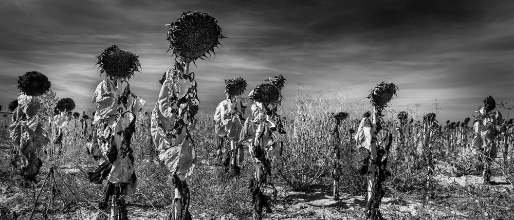Exodus. Als ich zum Fotoapparat griff, sah ich keine Sonnenblumen mehr, sondern Frauen, die in den Gewändern ihrer Vorfahren über die trockenen Felder Kastiliens liefen. Ein Heer von Geistern - der unaufhaltsame Exodus des spanischen Landlebens.