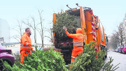 Die Müllabfuhr sammelt durchschnittlich rund 350.000 Weihnachtsbäume pro Jahr ein.