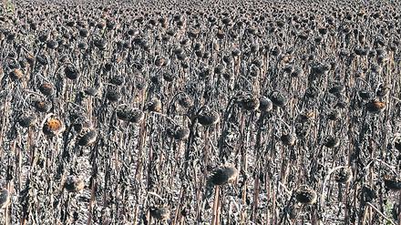 Der Sommer 2022 schlug in Europa viele Rekorde und ließ die Natur leiden. Hier ein Sonnenblumenfeld in der Region Rhône-Alpes in der Nähe von Lyon im Südosten Frankreichs, das durch die Dürre ausgetrocknet war. 