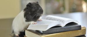 meerschweinchen,meerschwein *** guinea,guineas pr8-hq8