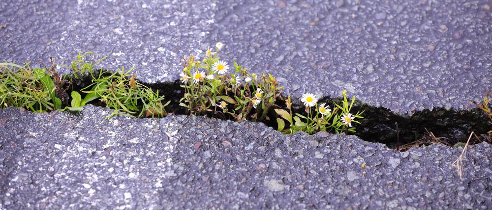 Die Natur holt sich alles zurück? Nicht immer ist das so. In Berlin legt nun die Berliner Immobilienmanagement Hand an versiegelte Flächen.